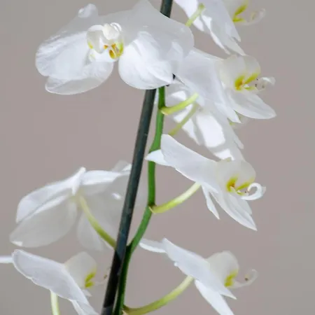 Thalassi 호텔 레팀노