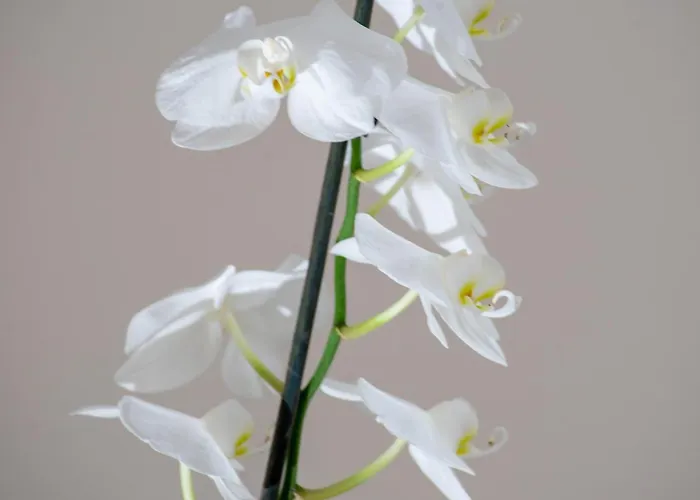 Thalassi Hotel Rethymno