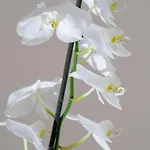 Thalassi מלון העיירה רתימנו