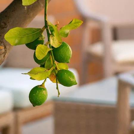 Hotel Thalassi Rethymno (Crete)